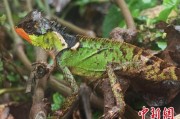 黄冈云南南滚河保护区首次发现红唇棘蜥