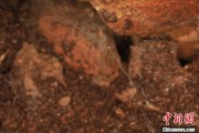 黄冈江西发现蜘蛛新物种 为研究呵叻蛛属适应区域提供依据