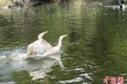 黄冈吉林：罕见白鸬鹚连续两年“故地重游”