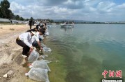 黄冈云南江川举行增殖放流活动 逾54万尾鱼游入星云湖